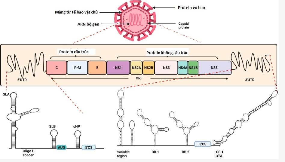/images/companies/2025/2025 1/Sốt xuất huyết 1.jpg